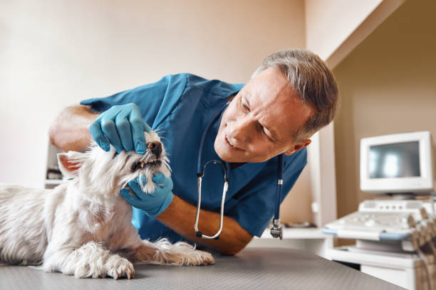 Best Emergency Dental Extractions in Gravette, AR